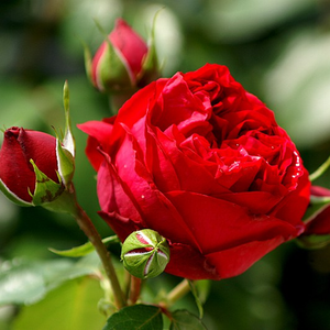 Vrtnica plezalka - Climber - Roza - Eric Tabarly® - 